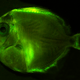 Illustration for article titled These new species of biofluorescent fish are beautifully strange